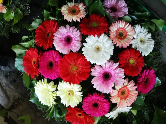 Nagyfejű gerbera fekvő koszorú (FK-152)