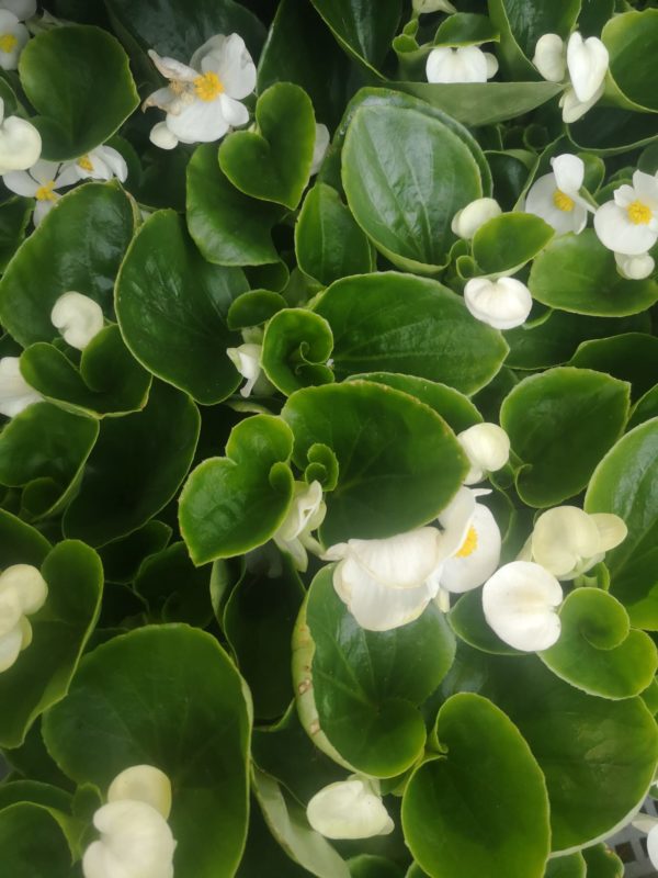 begonia palánta