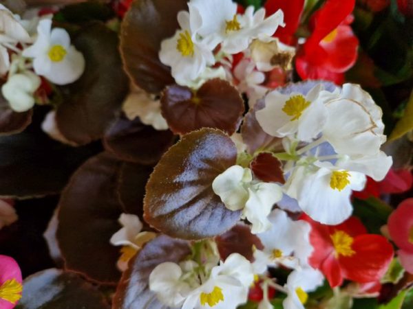 Keresse üzletünkben begonia palántáinkat több színben