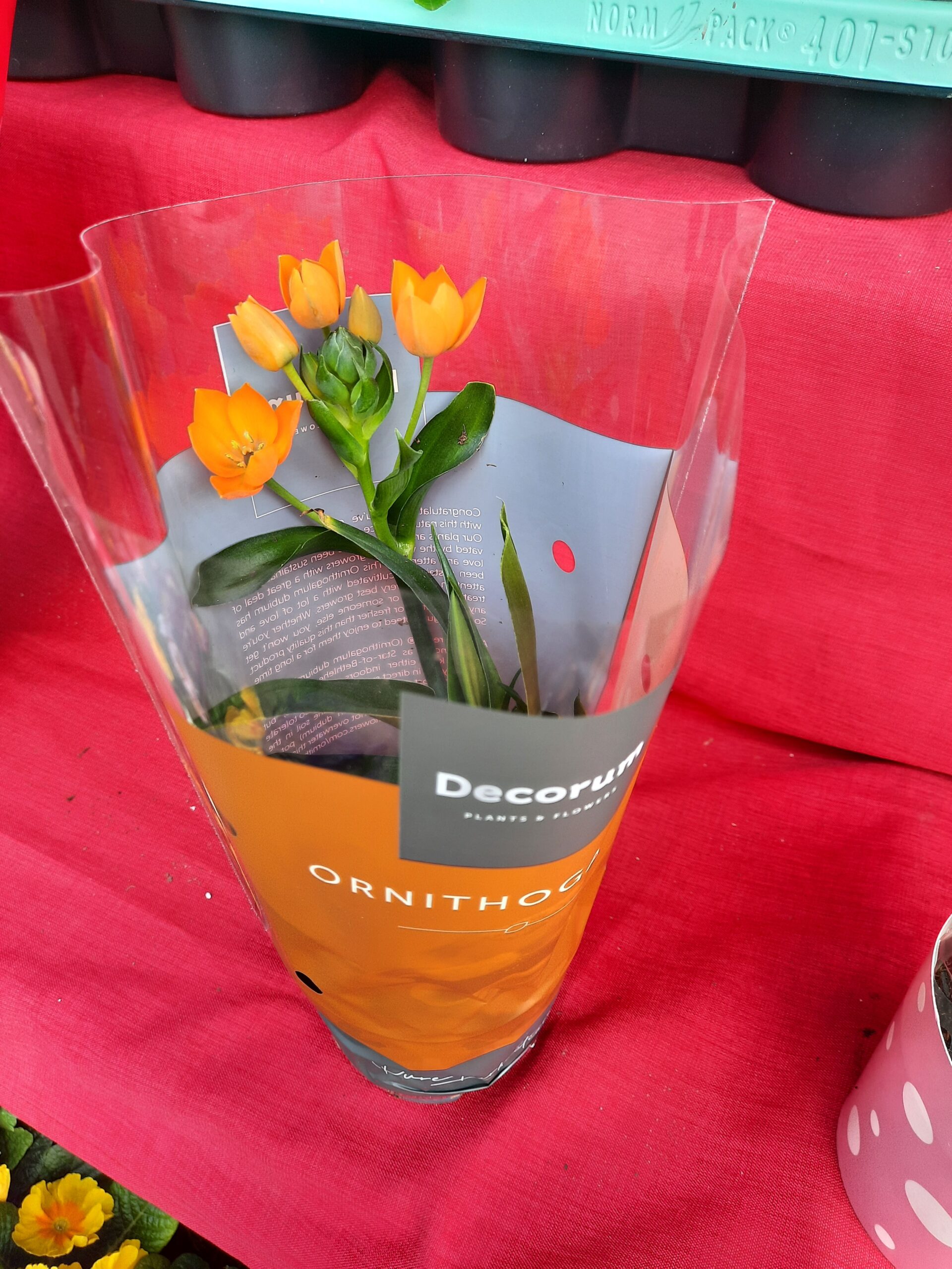 Ornithogalum dubium (CSE-16)